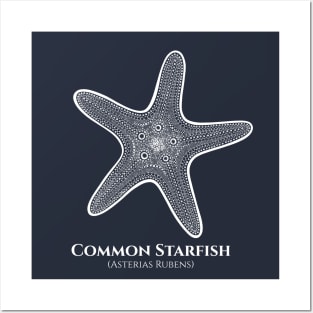 Starfish with Common and Latin Names - sea animal drawing Posters and Art